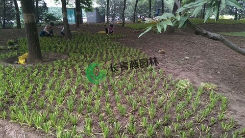 北京长青藤园林绿化工程